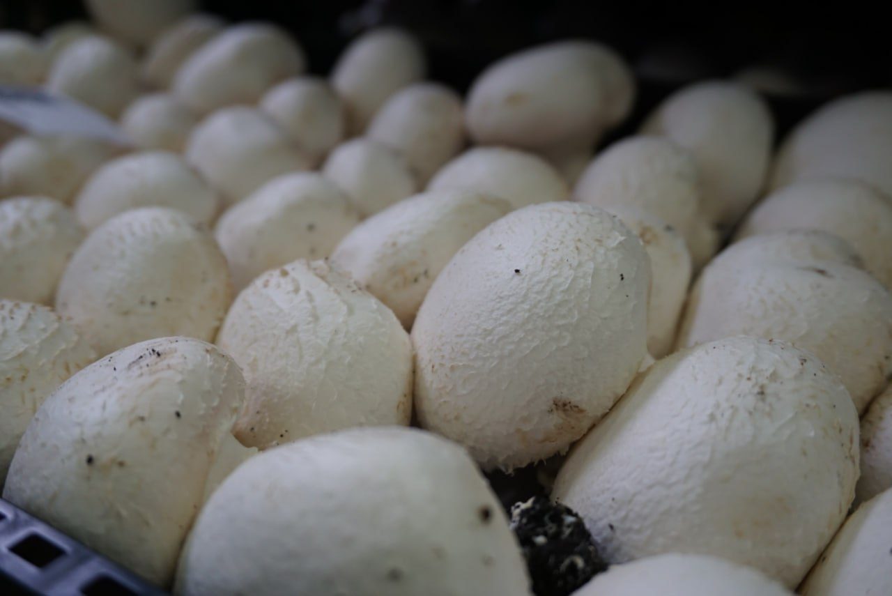 Champiñón blanco recién recogido en bandeja