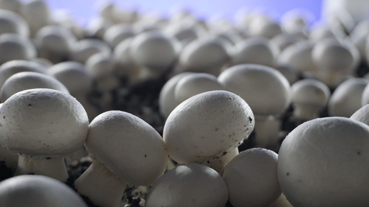 Champiñón blanco cultivado en las naves de Naturvilla